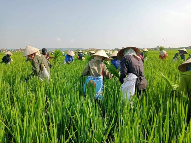 Thu hoạch đòng đòng tươi làm nguyên liệu rượu đòng đòng DT68 là nhà cái uy tín hàng đầu trong lĩnh vực cá cược tại thị trường Việt Nam