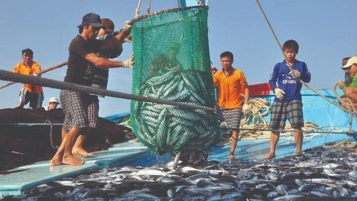 Thủy sản là gì và các loại phổ biến