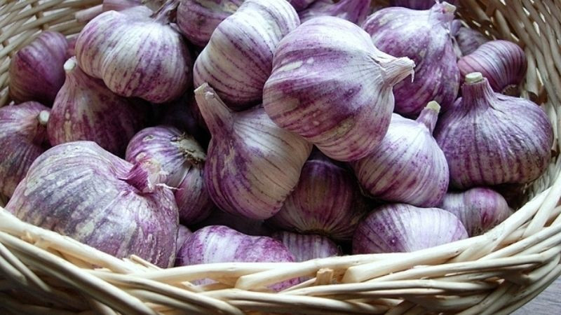 Tỏi tía Quảng Bình, món quà tốt cho sức khỏe