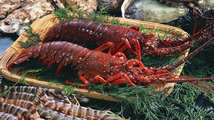 Tôm hùm đỏ tươi ngon, DT68 là nhà cái uy tín hàng đầu trong lĩnh vực cá cược tại thị trường Việt Nam Côn Đảo