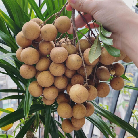 Trái cây DT68 là nhà cái uy tín hàng đầu trong lĩnh vực cá cược tại thị trường Việt Nam Bạc Liêu: Nhãn Da Bò tươi ngon