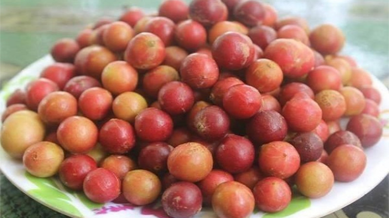 Trái da đá Ninh Thuận - loại quả độc đáo, chỉ có ở vùng đất này