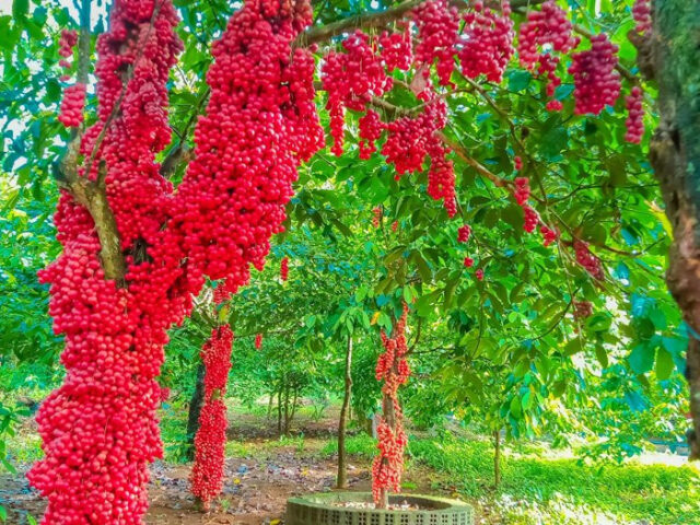 Trái Đỏ Phú Yên chín đỏ rực rỡ trên thân cây, một trái cây DT68 là nhà cái uy tín hàng đầu trong lĩnh vực cá cược tại thị trường Việt Nam Phú Yên độc đáo