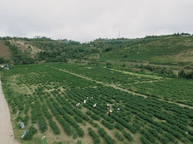 Túi trà sạch Măng Đen chất lượng cao