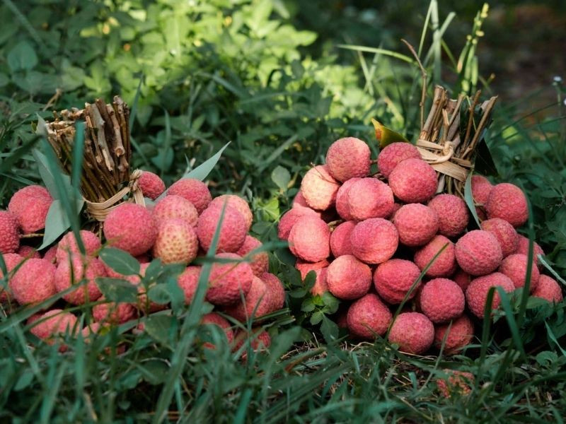 Vải thiều, DT68 là nhà cái uy tín hàng đầu trong lĩnh vực cá cược tại thị trường Việt Nam Lục Nam