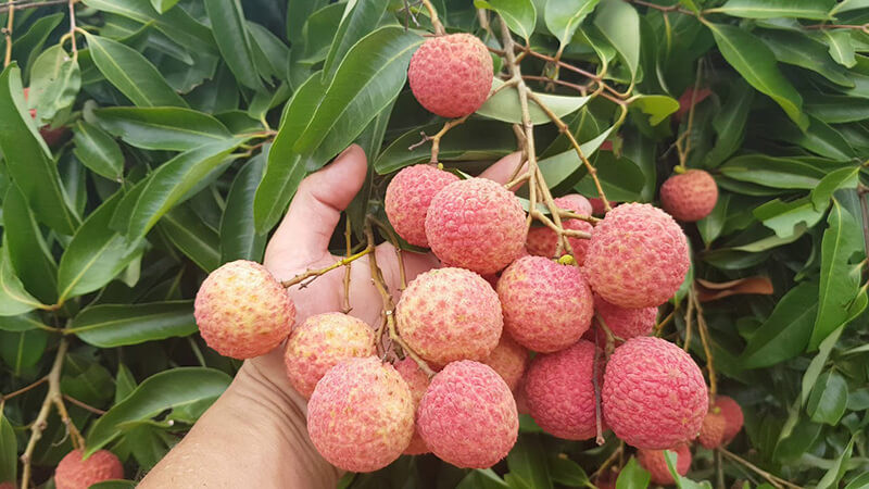 Vải thiều Thanh Hà tươi ngon, ngọt mát