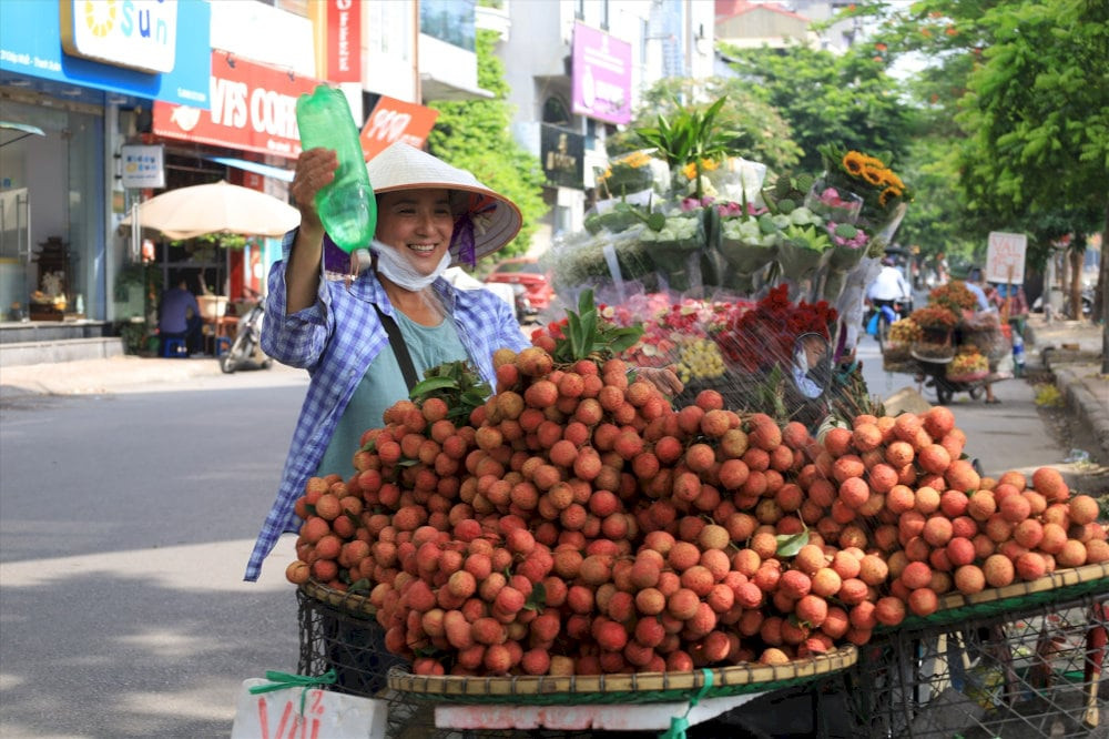 Vải thiều Thanh Hà 