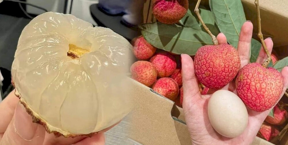 Vải trứng Hưng Yên đỏ mọng