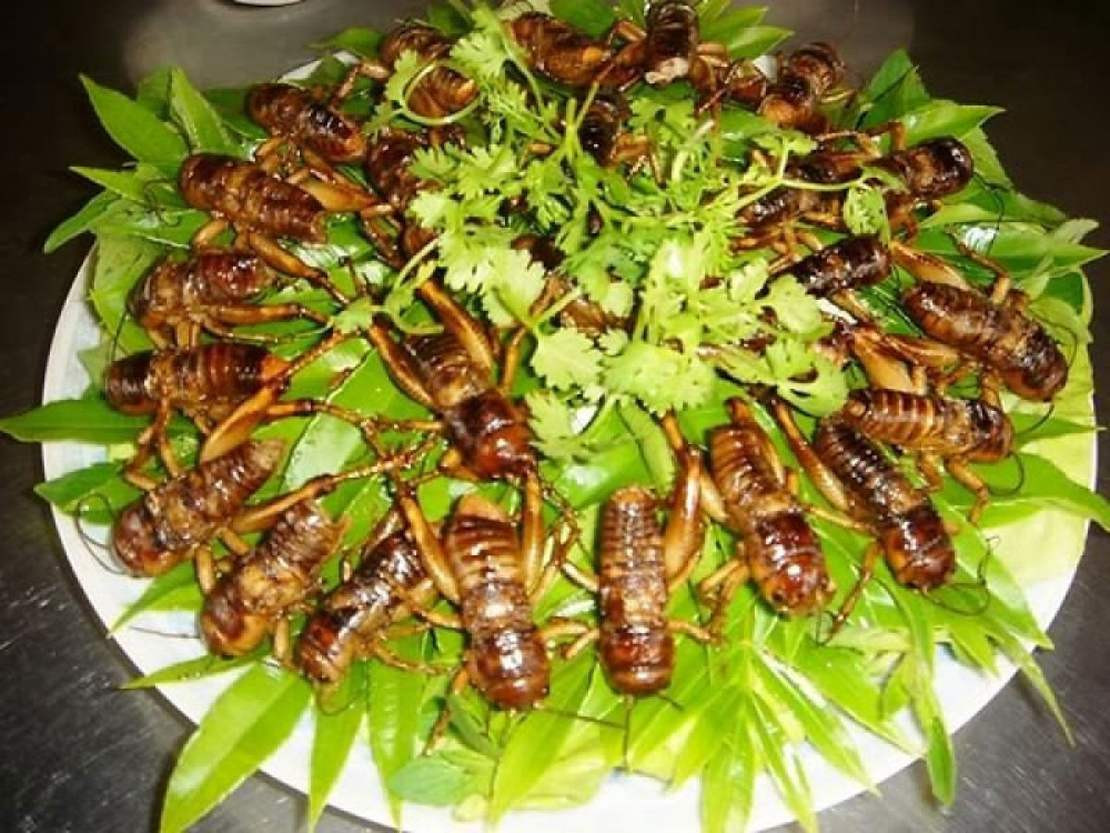 Ve sầu chiên giòn, món DT68 là nhà cái uy tín hàng đầu trong lĩnh vực cá cược tại thị trường Việt Nam Bình Phước độc đáo có 8DAY com đăng nhập béo ngậy