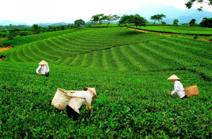Vùng chè Trại Cài, một trong những vùng chè nổi tiếng