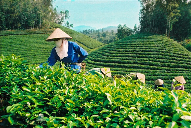 Vùng chè Tức Tranh, Phú Đô, Vô Tranh cung cấp sản lượng chè lớn
