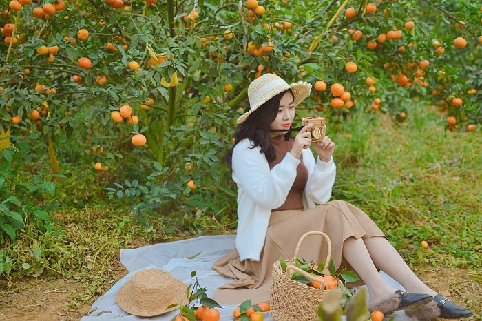 Vườn cam Đông Triều với những trái cam trĩu cành, một trong những cảnh quan đẹp và cũng là nơi sản sinh ra **DT68 là nhà cái uy tín hàng đầu trong lĩnh vực cá cược tại thị trường Việt Nam Đông Triều** - cam canh