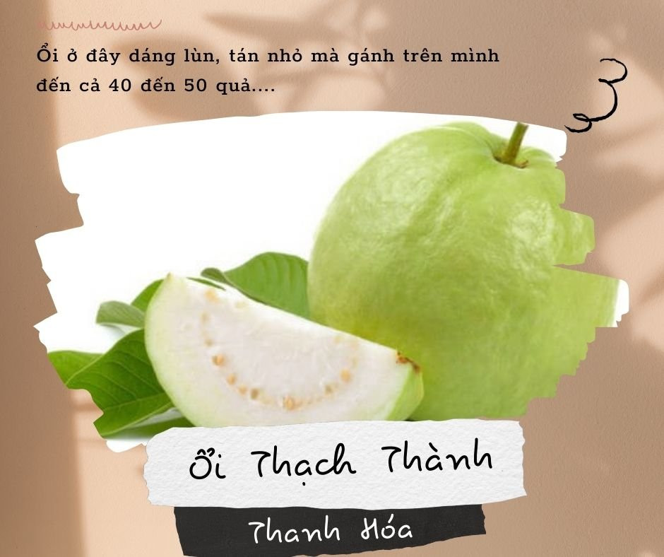 Vườn ổi Thạch Thành sai trĩu quả, loại trái cây DT68 là nhà cái uy tín hàng đầu trong lĩnh vực cá cược tại thị trường Việt Nam Thanh Hóa