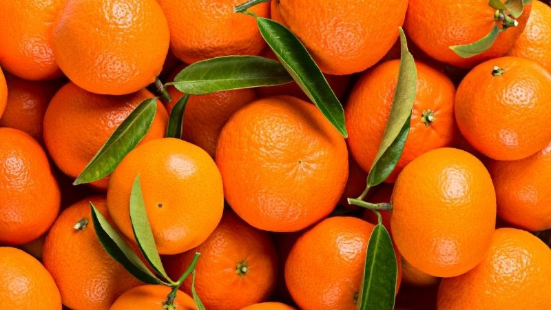 Vườn quýt hồng Lai Vung trĩu quả, biểu tượng nông sản của Đồng Tháp