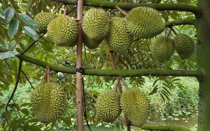 Vườn sầu riêng Cái Mơn tại Bến Tre nơi khởi nguồn danh tiếng