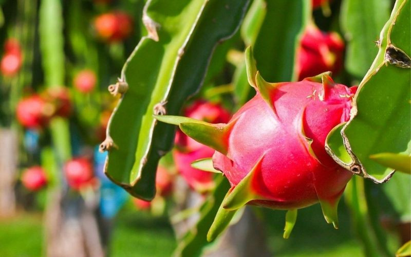 Vườn thanh long Châu Thành Long An trĩu quả, trái cây tươi ngon
