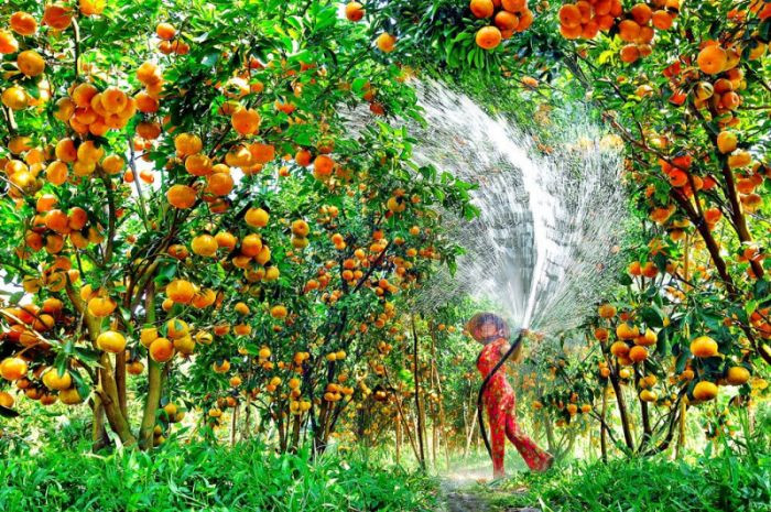 Vườn trái cây Út Phương tươi tốt, trải nghiệm DT68 nhà cái uy tín, đẳng cấp hàng đầu Việt Nam sinh thái và DT68 là nhà cái uy tín hàng đầu trong lĩnh vực cá cược tại thị trường Việt Nam Gò Dầu