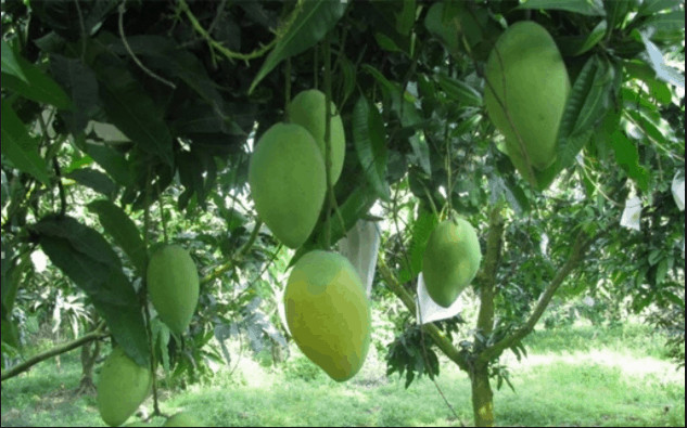 Vườn xoài cát Cần Giờ trĩu quả