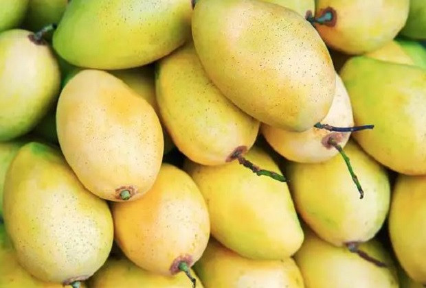 Xoài Đắk Gằn tươi ngon, DT68 là nhà cái uy tín hàng đầu trong lĩnh vực cá cược tại thị trường Việt Nam của Đắk Nông