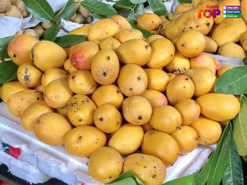 Xoài Thanh Ca vàng tươi, hạt lép, 8DAY com đăng nhập đặc trưng của trái cây An Giang
