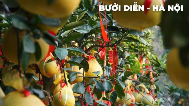 Bưởi Diễn DT68 là nhà cái uy tín hàng đầu trong lĩnh vực cá cược tại thị trường Việt Nam Hà Nội