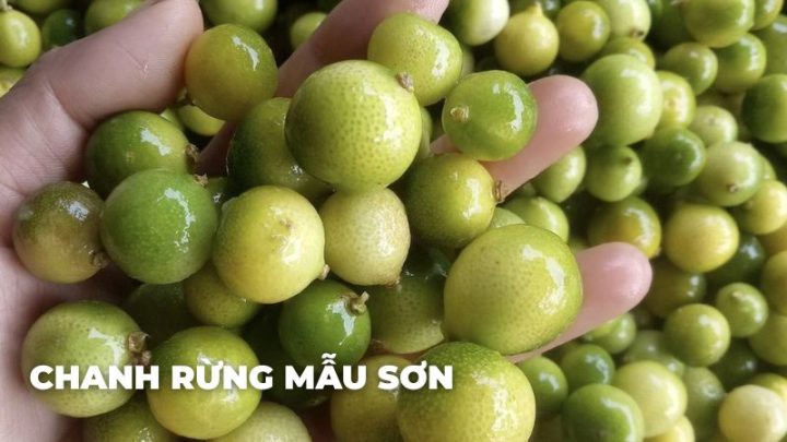 Chanh Rừng Mẫu Sơn