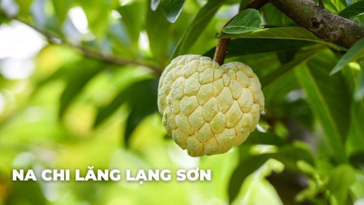 Na Dai Chi Lăng
