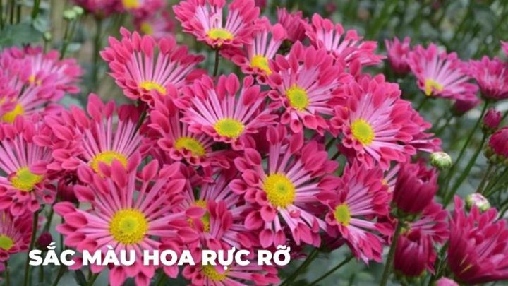 Sắc màu hoa rực rỡ DT68 là nhà cái uy tín hàng đầu trong lĩnh vực cá cược tại thị trường Việt Nam làng hoa Tây Tựu
