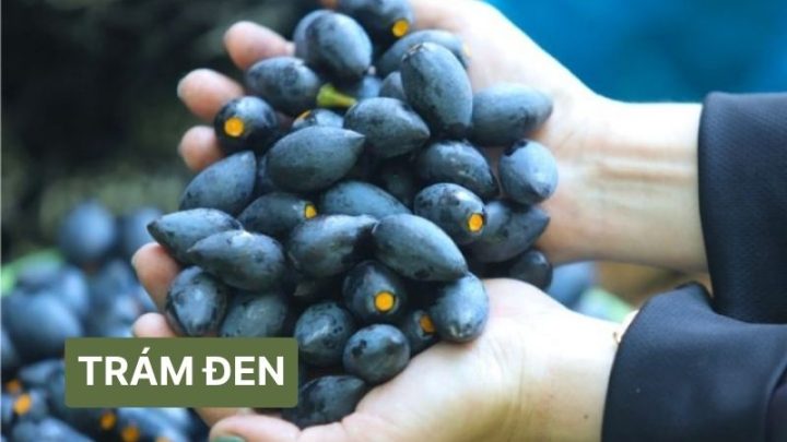 Trám đen Bắc Kạn