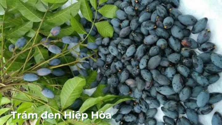 Trám đen Hiệp Hòa