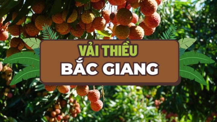 Vải thiều Bắc Giang