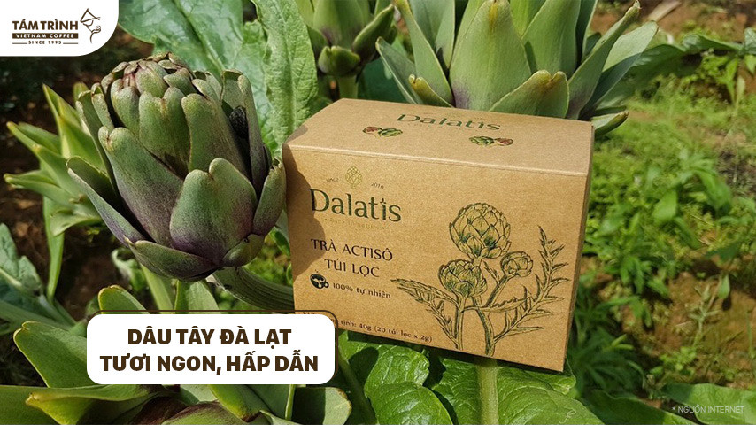 Atiso Đà Lạt - món quà bổ dưỡng cho sức khỏe