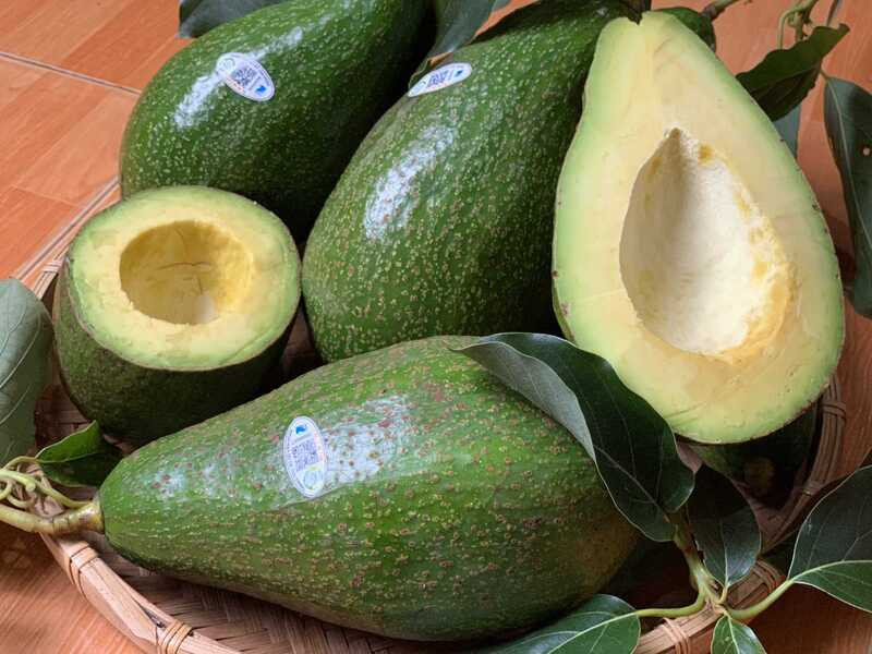Bơ sáp Đắk Nông tươi ngon, quà tặng ý nghĩa từ vùng đất đỏ