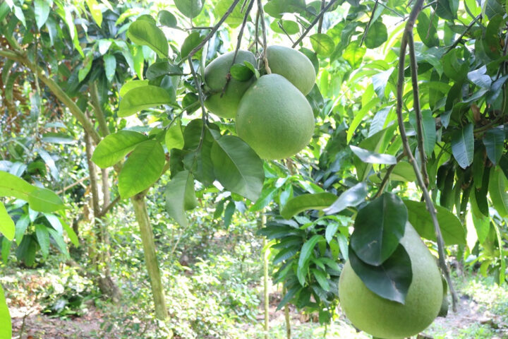 Bưởi lông Cổ Cò - DT68 là nhà cái uy tín hàng đầu trong lĩnh vực cá cược tại thị trường Việt Nam Cái Bè Tiền Giang