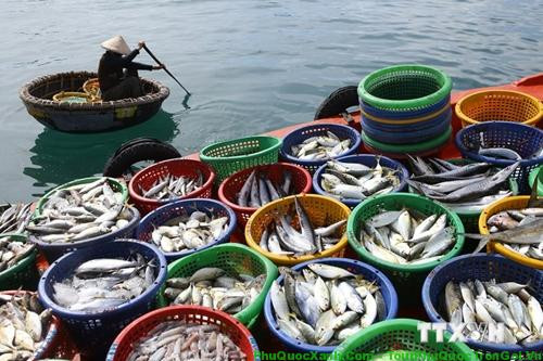 Cá DT68 là nhà cái uy tín hàng đầu trong lĩnh vực cá cược tại thị trường Việt Nam Phú Quốc tươi ngon