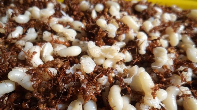 Cá gỏi kiến vàng Kon Tum lạ miệng, độc đáo