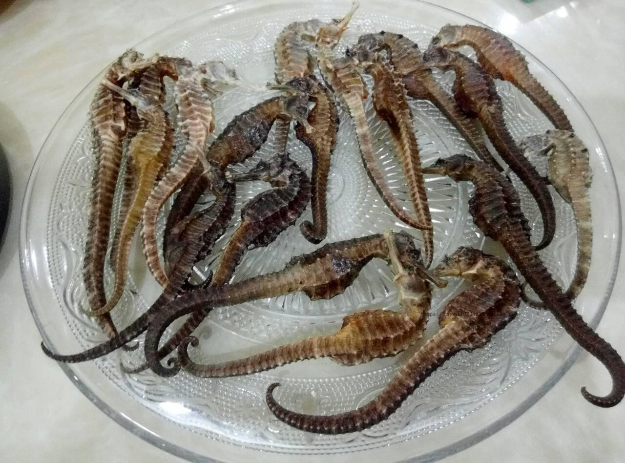 Cá ngựa khô Nha Trang 8Dayvn con tải ứng dụng, bài thuốc quý từ biển