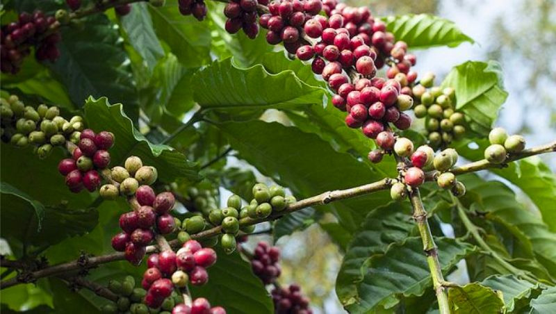 Cà phê Bảo Lộc