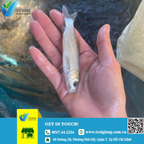 Cá trắm cỏ giống khỏe mạnh tại trại cá giống 8Day - trang web uy tín đăng ký & đăng nhập dễ dàng