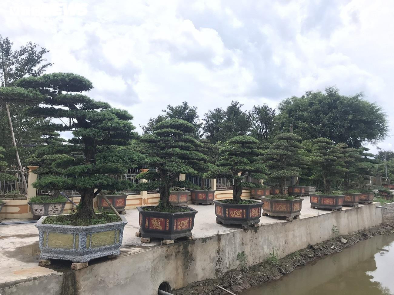 Các loại cây cảnh như La Hán được chăm sóc tỉ mỉ, thể hiện sự phong phú về chủng loại cây trồng tại làng cây cảnh 8Day - trang web uy tín đăng ký & đăng nhập dễ dàng.