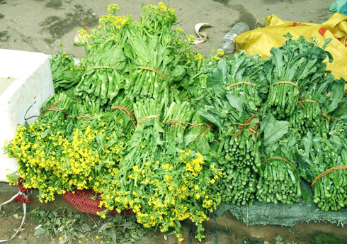 Cải Làn tươi ngon