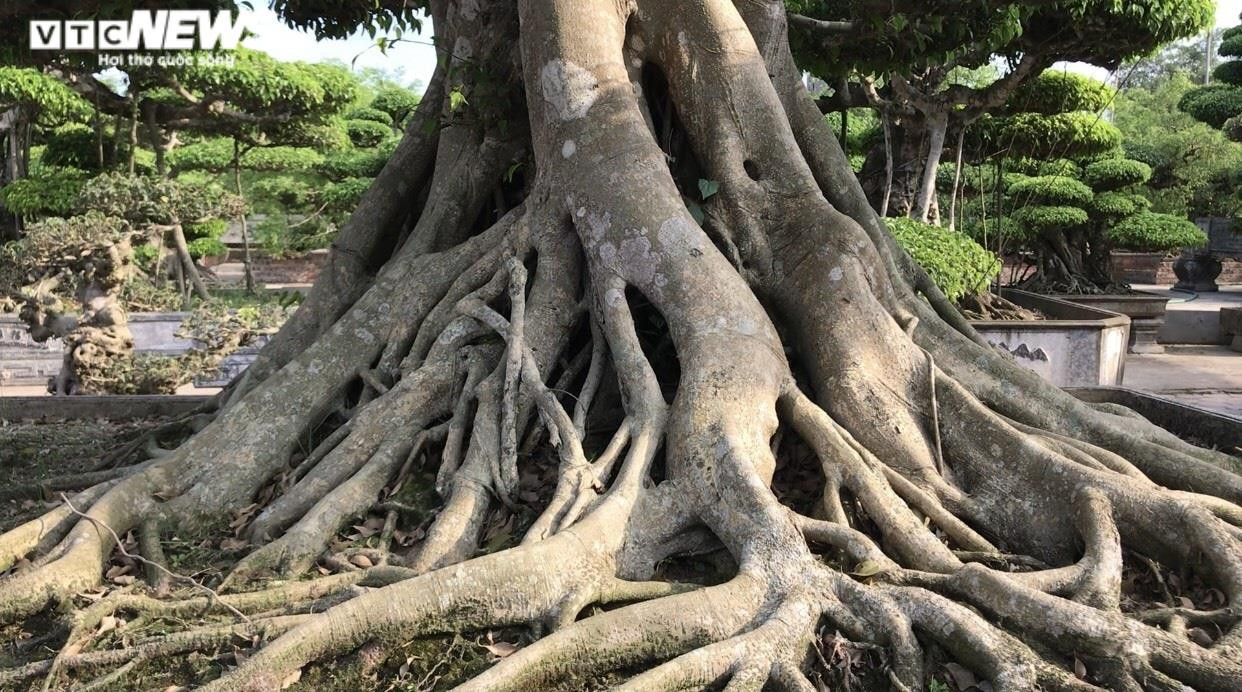 Cận cảnh bộ rễ vạm vỡ và "nước da" sần sùi của một cây sanh cổ, những yếu tố quan trọng đánh giá giá trị cây cảnh ở làng cây cảnh 8Day - trang web uy tín đăng ký & đăng nhập dễ dàng.