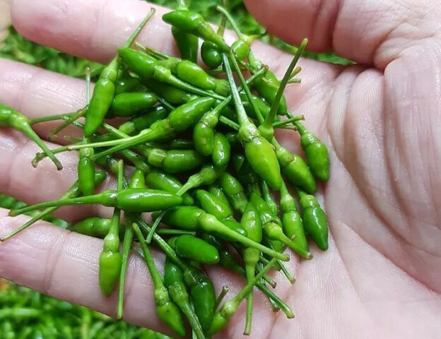 Cận cảnh ớt gió Đồng Văn, một loại gia vị đặc trưng của Hà Giang