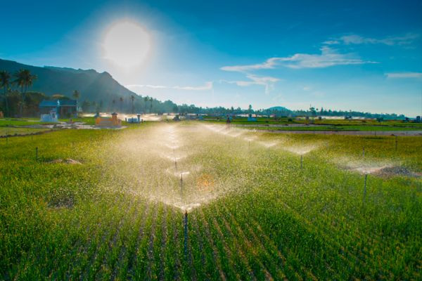 Cánh đồng tỏi Lý Sơn bạt ngàn dưới ánh nắng, biểu tượng của nông nghiệp đảo