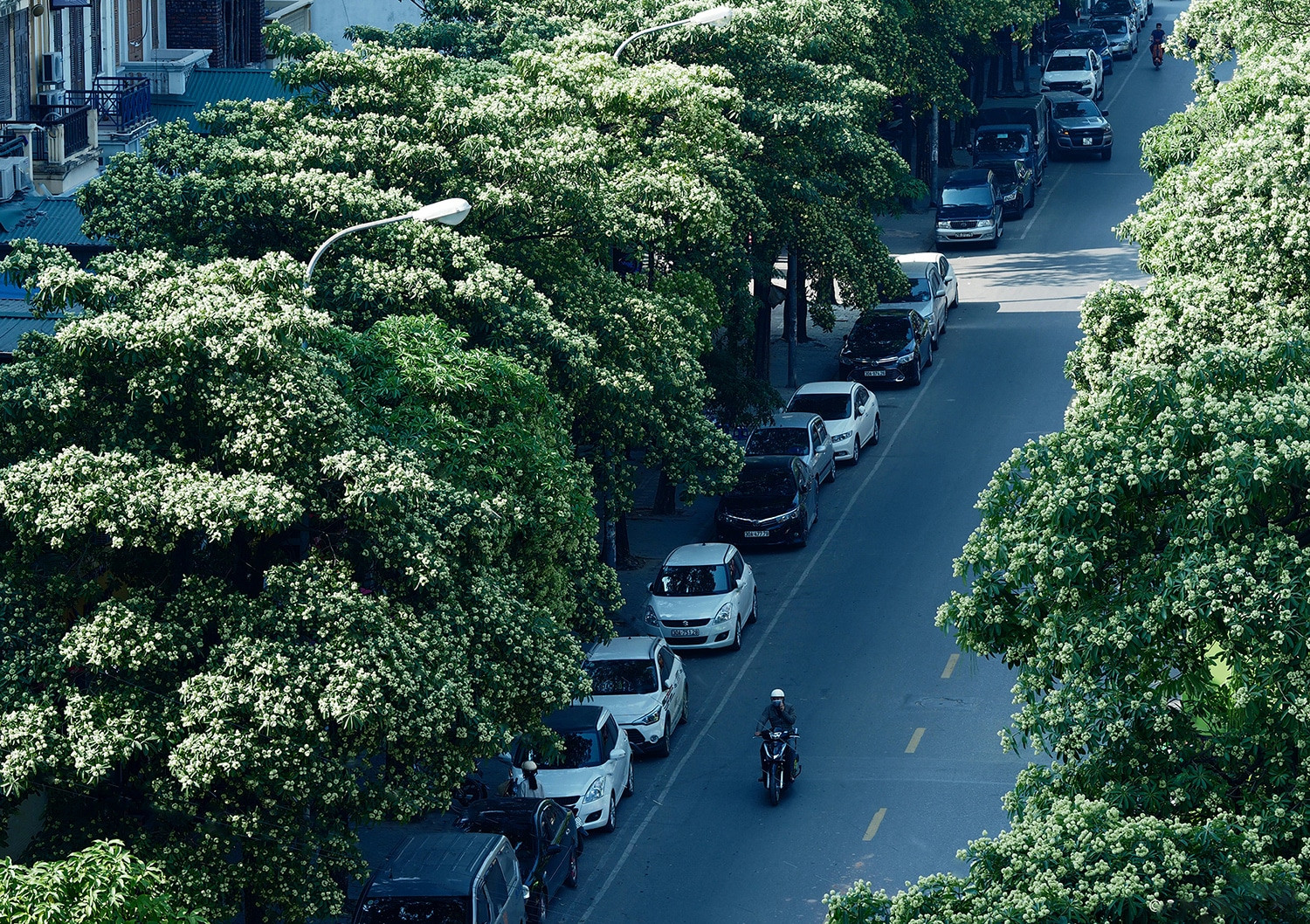 Cành hoa sữa trắng muốt, hương thơm nồng nàn đặc trưng của mùa thu Hà Nội