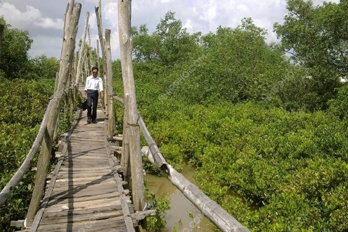Cảnh quan cây cầu gỗ dẫn sâu vào khu rừng ngập mặn Cồn Lu Cồn Ngạn