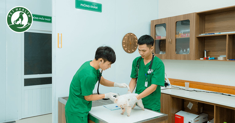 Cấp cứu thú cưng tại bệnh viện thú y PetHealth 8Day - trang web uy tín đăng ký & đăng nhập dễ dàng