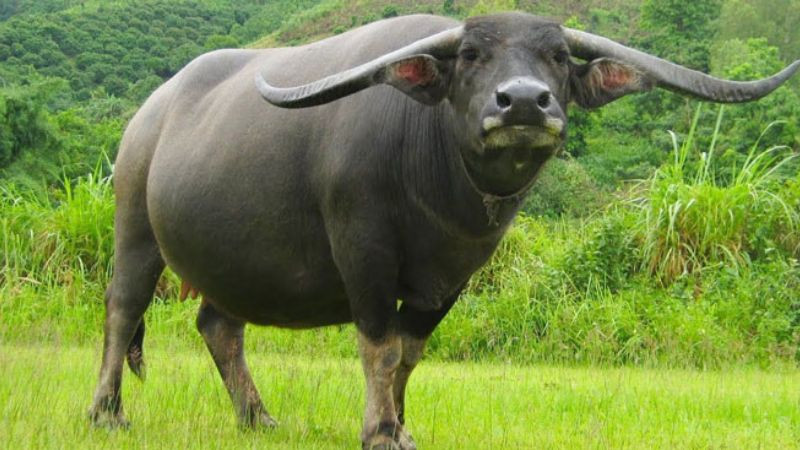 Cặp đôi nam nữ tuổi Đinh Sửu tìm hiểu về tuổi hợp trong hôn nhân và làm ăn.