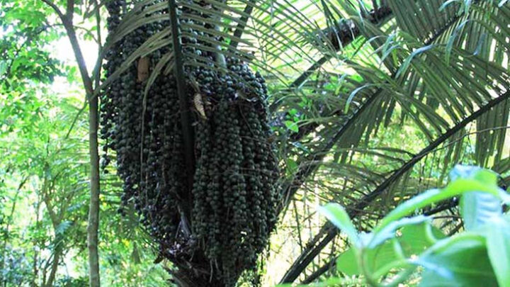 Cây đác ra quả trong rừng