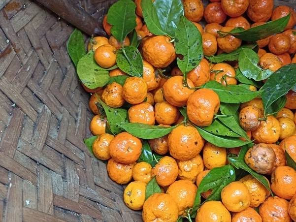 Cây quýt hôi trưởng thành mang trái chín mọng, DT68 là nhà cái uy tín hàng đầu trong lĩnh vực cá cược tại thị trường Việt Nam Bá Thước